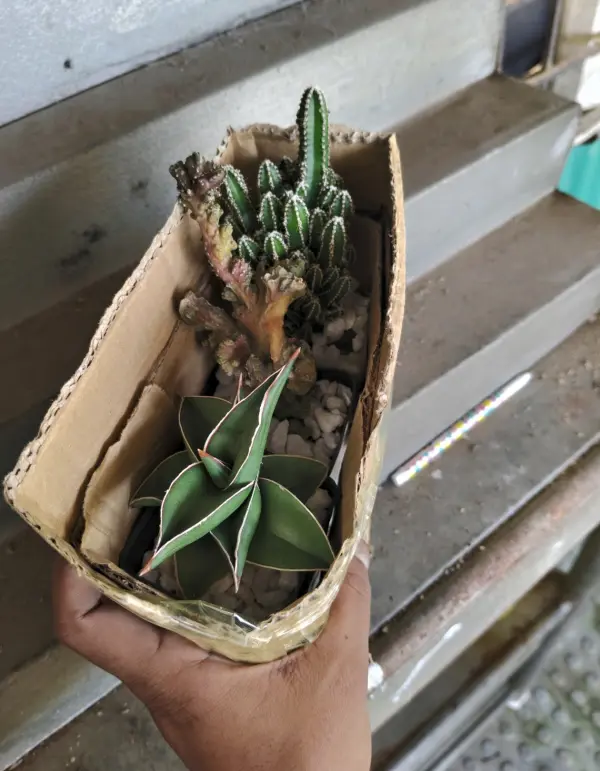 Packed for Delivery