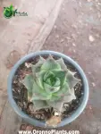 Succulent - Indoor Plants for Home & Garden - Oronno Plants Bangladesh - gallery view 1
