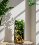 Woodland Reverie Terrarium - Tarrium for Home & Garden - Oronno Plants Bangladesh - gallery view 1