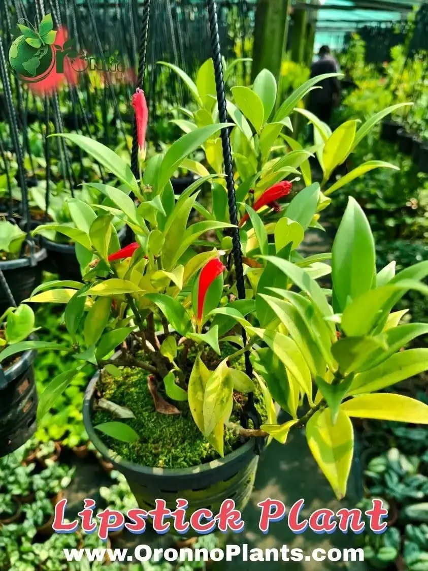 Lipstick Plant - Indoor Plants for Home & Garden - Oronno Plants Bangladesh