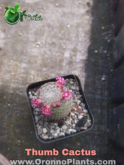 Thumb Cactus - Indoor Plants for Home & Garden - Oronno Plants Bangladesh