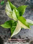 Variegated split Milk plant - Indoor Plants for Home & Garden - Oronno Plants Bangladesh - gallery view 1