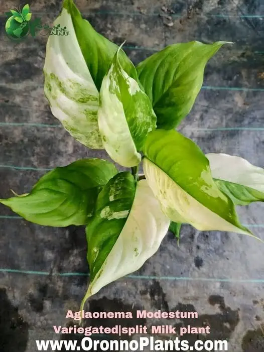 Variegated split Milk plant - Indoor Plants for Home & Garden - Oronno Plants Bangladesh