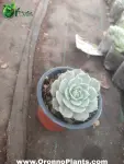 Succulent - Indoor Plants for Home & Garden - Oronno Plants Bangladesh - gallery view 1