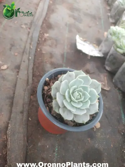 Succulent - Indoor Plants for Home & Garden - ৳400 in Bangladesh