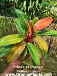Philodendron - Indoor Plants for Home & Garden - Oronno Plants Bangladesh - gallery view 2