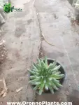 Sempervivum tectorum 'Oddity' succulent - Indoor Plants for Home & Garden - Oronno Plants Bangladesh - gallery view 1