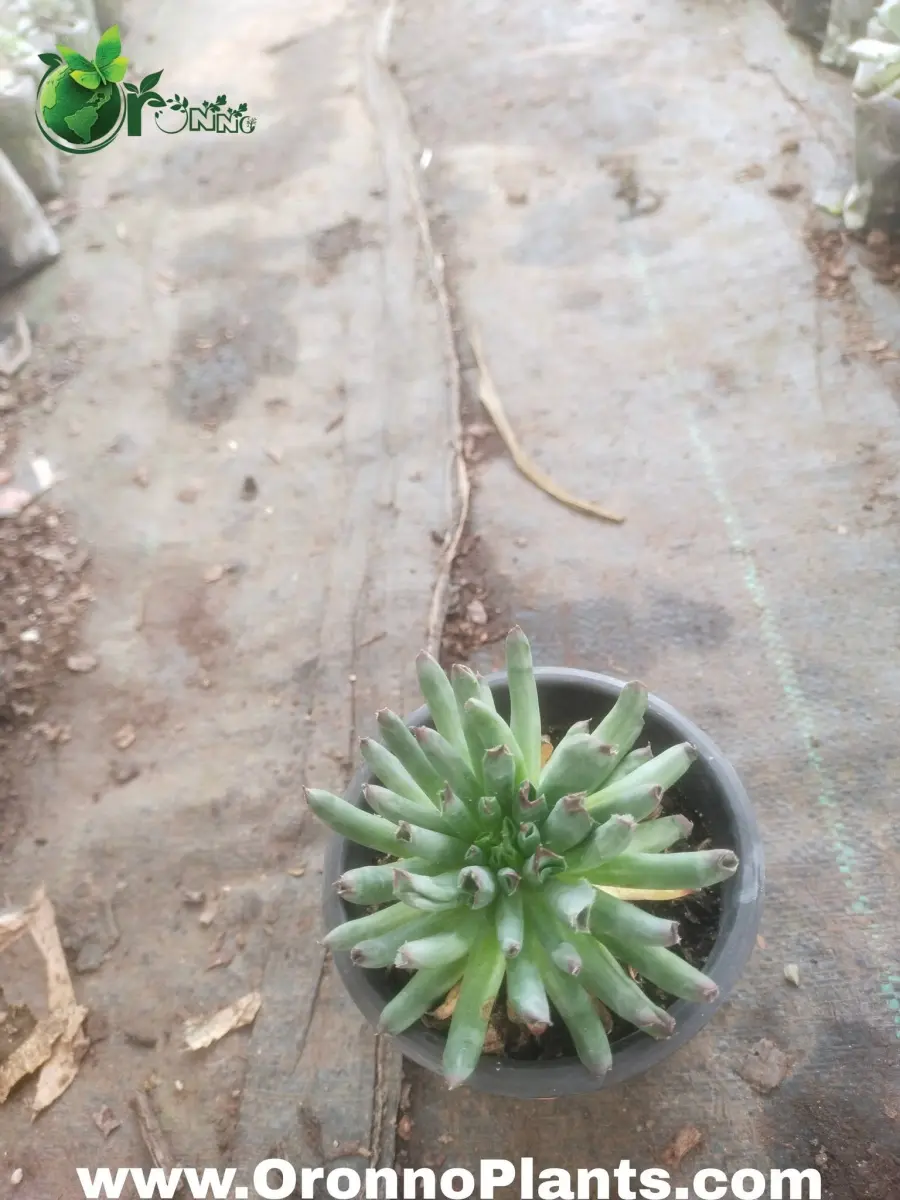 Sempervivum tectorum 'Oddity' succulent - Indoor Plants for Home & Garden - Oronno Plants Bangladesh