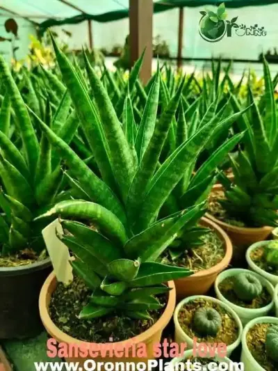 Sansevieria Star Love - Indoor Plants for Home & Garden - ৳500 in Bangladesh