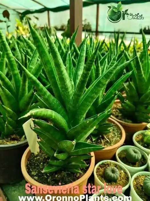 Sansevieria Star Love - Indoor Plants for Home & Garden - Oronno Plants Bangladesh