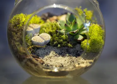 A Beginner’s Guide to Terrariums in Bangladesh