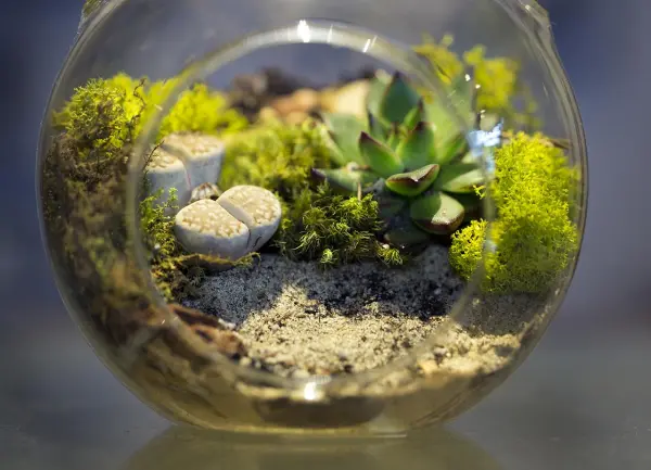 A Beginner’s Guide to Terrariums in Bangladesh