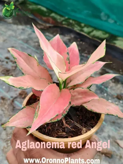 Aglaonema Red Angel - Indoor Plants for Home & Garden - ৳500 in Bangladesh