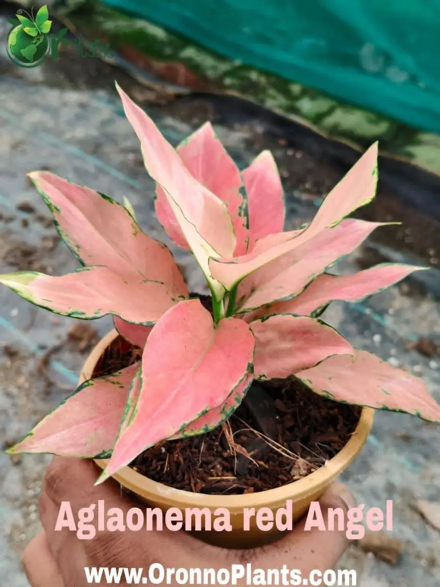 Aglaonema Red Angel - Indoor Plants for Home & Garden - Oronno Plants Bangladesh