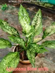 Aglaonema Snow white - Indoor Plants for Home & Garden - Oronno Plants Bangladesh - gallery view 1
