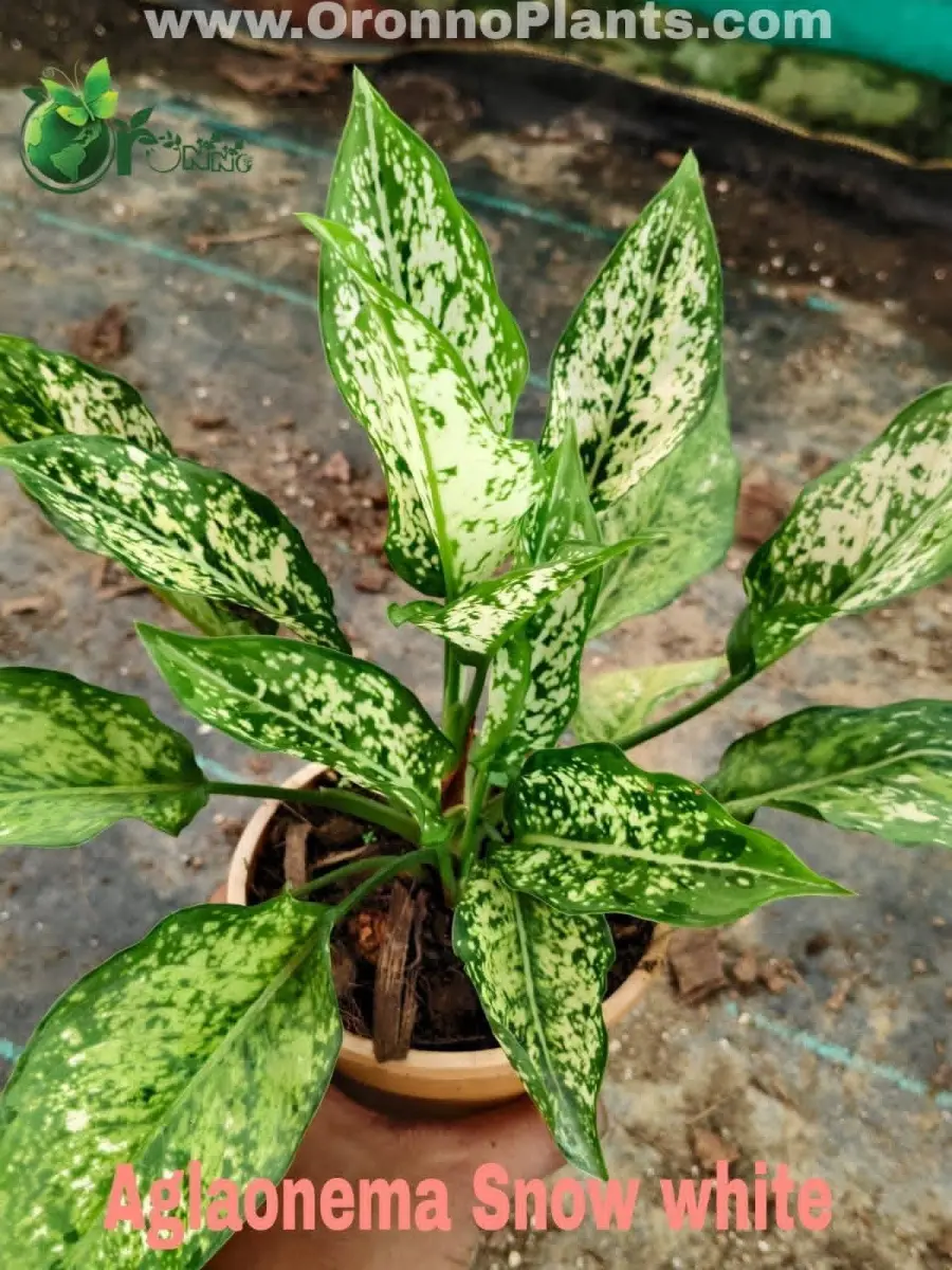 Aglaonema Snow white - Indoor Plants for Home & Garden - Oronno Plants Bangladesh