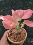 Aglaonema Pink Dalmatian - Indoor Plants for Home & Garden - Oronno Plants Bangladesh - gallery view 1