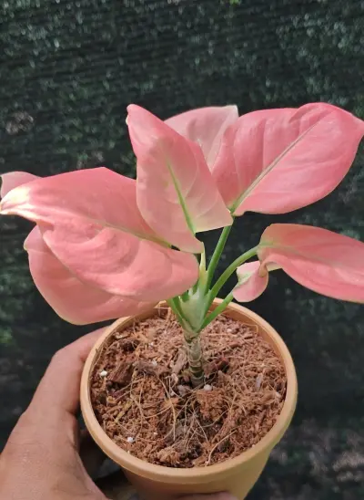 Aglaonema Pink Dalmatian - Indoor Plants for Home & Garden - ৳550 in Bangladesh