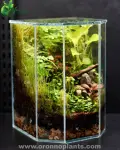 Echo of the Forest Terrarium - Tarrium for Home & Garden - Oronno Plants Bangladesh - gallery view 3