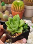 Succulent - Indoor Plants for Home & Garden - Oronno Plants Bangladesh - gallery view 1