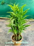 Lucky Bambo - Indoor Plants for Home & Garden - Oronno Plants Bangladesh - gallery view 1