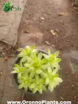 Succulent - Indoor Plants for Home & Garden - Oronno Plants Bangladesh - gallery view 1