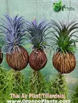 Air Plant - Indoor Plants for Home & Garden - Oronno Plants Bangladesh - gallery view 5