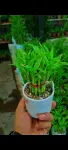 Lucky Bamboo Plant (লাকি ব্যাম্বু) - Indoor Plants for Home & Garden - Oronno Plants Bangladesh - gallery view 1