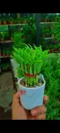 Lucky Bamboo Plant (লাকি ব্যাম্বু) - Indoor Plants for Home & Garden - Oronno Plants Bangladesh - gallery view 6