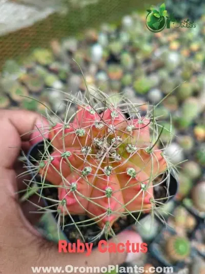 Ruby Cactus - Indoor Plants for Home & Garden - ৳400 in Bangladesh