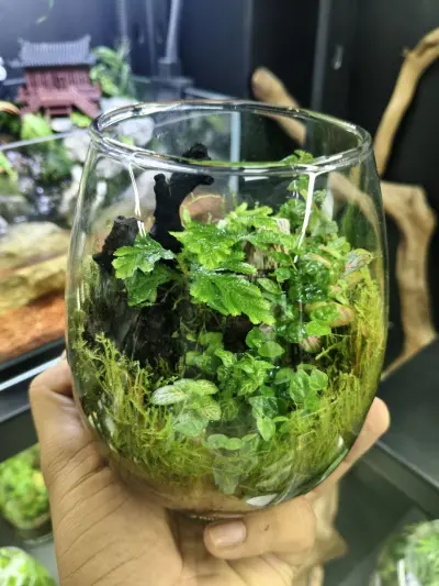 Oronno Mini Garden - Tarrium for Home & Garden - ৳3,500 in Bangladesh