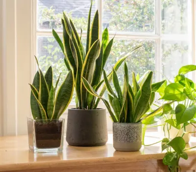 Best Air Purifying Plants for Home & Office