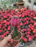 Black Pink Moon Cactus - Indoor Plants for Home & Garden - Oronno Plants Bangladesh - gallery view 2