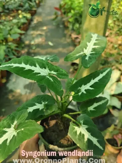 Syngonium Wendlandii - Indoor Plants for Home & Garden - ৳180 in Bangladesh