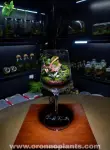 The Emerald Chalice Terrarium - Tarrium for Home & Garden - Oronno Plants Bangladesh - gallery view 2