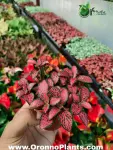 Fittonia - Indoor Plants for Home & Garden - Oronno Plants Bangladesh - gallery view 1