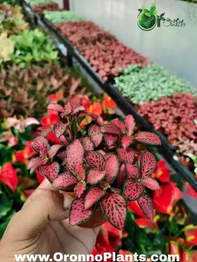 Fittonia - Indoor Plants for Home & Garden - ৳700 in Bangladesh