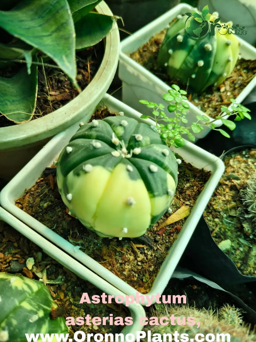 Astrophytum Asterias Cactus - Indoor Plants for Home & Garden - Oronno Plants Bangladesh