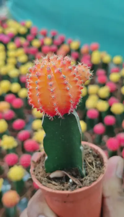 Orange Moon Cactus - Indoor Plants for Home & Garden - ৳520 in Bangladesh