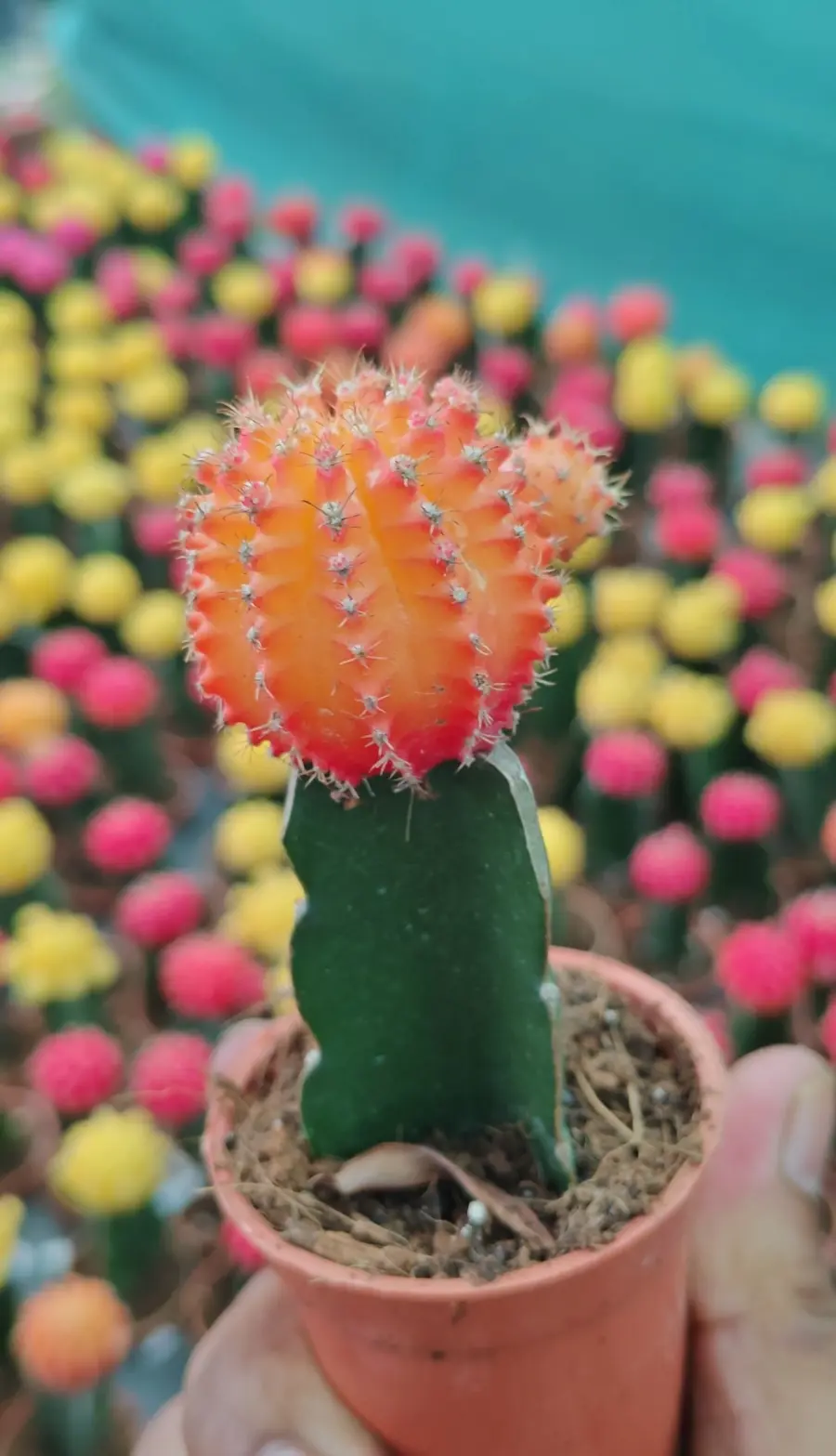 Orange Moon Cactus - Indoor Plants for Home & Garden - Oronno Plants Bangladesh