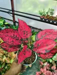 Aglaonema KOMKOON - Indoor Plants for Home & Garden - Oronno Plants Bangladesh - gallery view 2