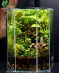 Echo of the Forest Terrarium - Tarrium for Home & Garden - Oronno Plants Bangladesh - gallery view 1