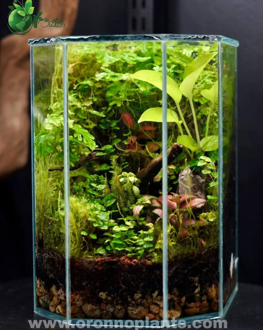 Echo of the Forest Terrarium - Tarrium for Home & Garden - Oronno Plants Bangladesh