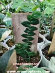 Rhaphidophora Hayi Variegated - Indoor Plants for Home & Garden - Oronno Plants Bangladesh - gallery view 1