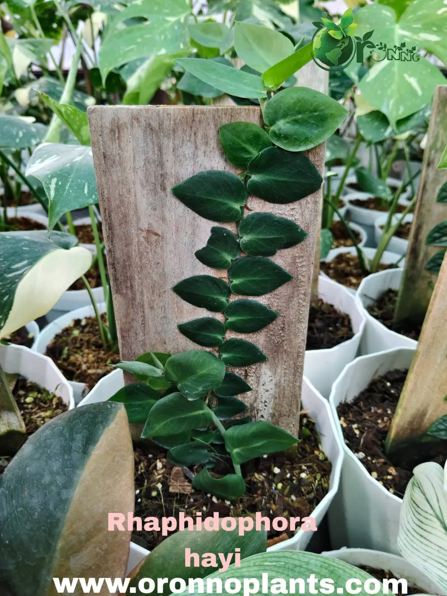 Rhaphidophora Hayi Variegated - Indoor Plants for Home & Garden - Oronno Plants Bangladesh
