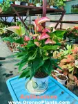 Anthurium - Indoor Plants for Home & Garden - Oronno Plants Bangladesh - gallery view 1