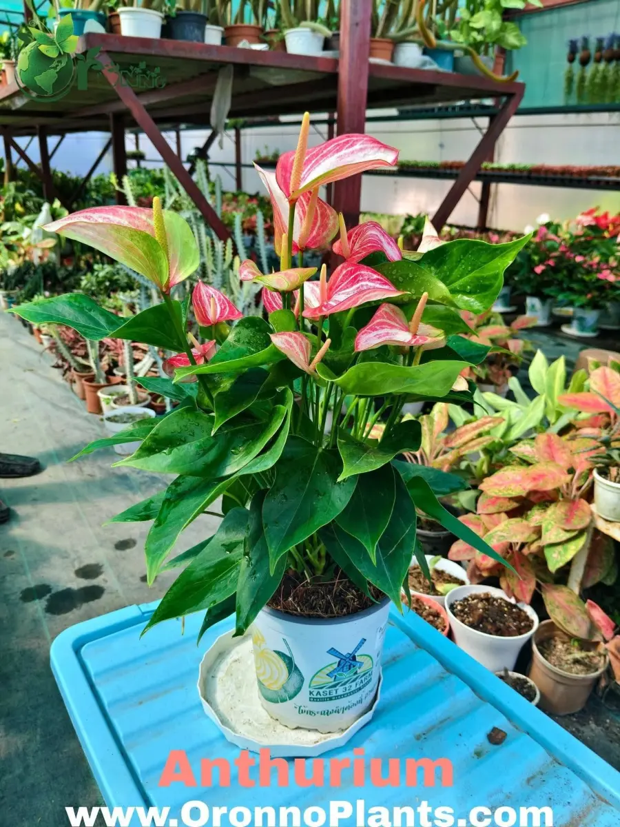 Anthurium - Indoor Plants for Home & Garden - Oronno Plants Bangladesh