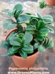 Peperomia obtusifolia - Indoor Plants for Home & Garden - Oronno Plants Bangladesh - gallery view 1