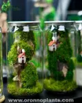 Hillside Haven Terrarium - Tarrium for Home & Garden - Oronno Plants Bangladesh - gallery view 1
