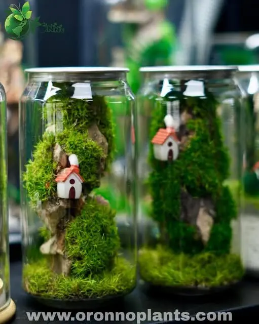 Hillside Haven Terrarium - Tarrium for Home & Garden - Oronno Plants Bangladesh